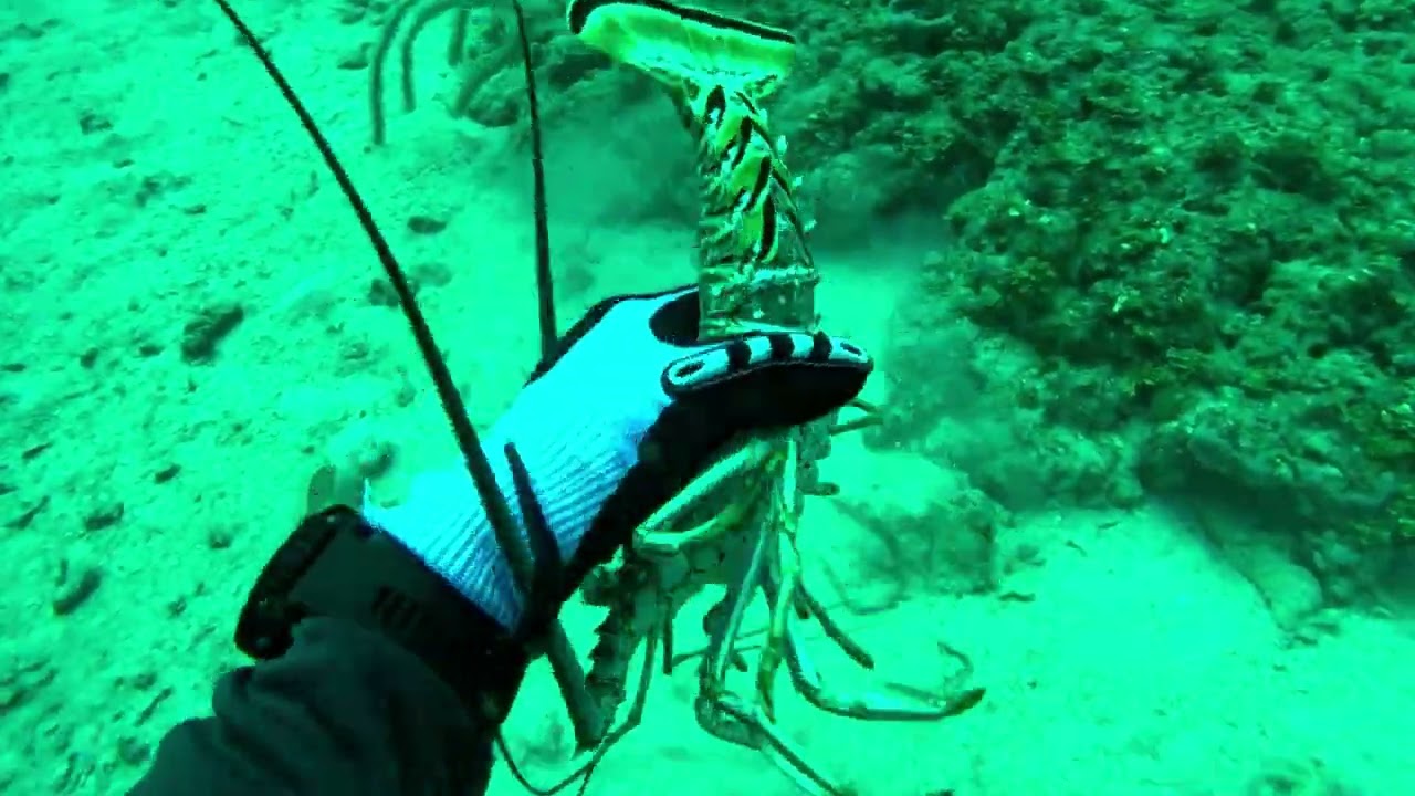 Sharks, Goliath Grouper, Lionfish Slayed, and Lobster Limit Caught in Boynton Beach
