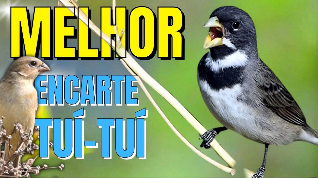 🟢 MELHOR CANTO TUI TUI PARA ENCARTE DE COLEIRO🟢🟢ÁUDIO COM FÊMEA  - TURBINE SEU COLEIRO 🟢