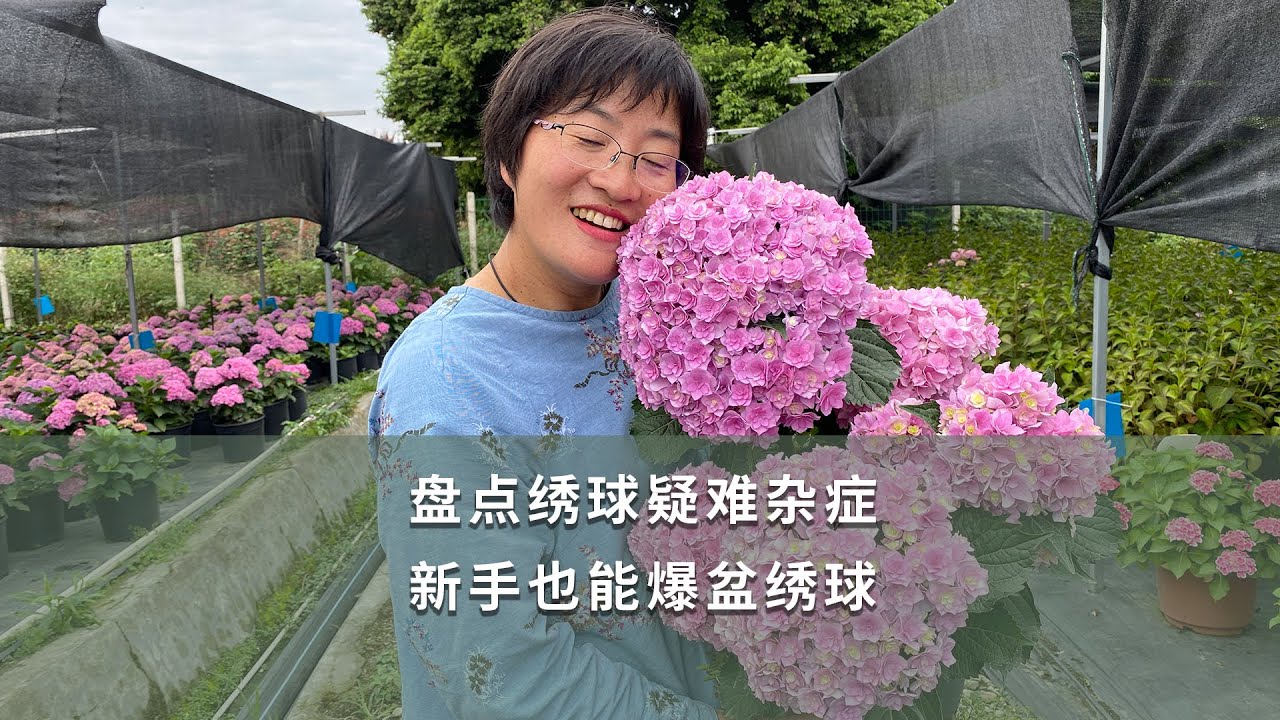 【海妈园艺课堂01】盘点绣球疑难杂症，新手也能爆盆绣球|Best Answers to 13 Typical Questions about Hydrangea Macrophylla