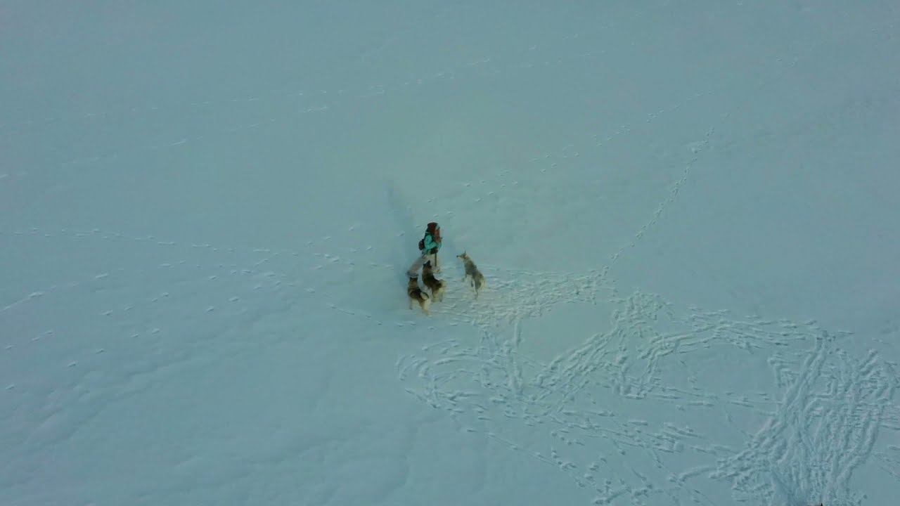 Szkolenie psów północy elkhund szary i siberian husky - SKYLOS - trening husky, elkhund