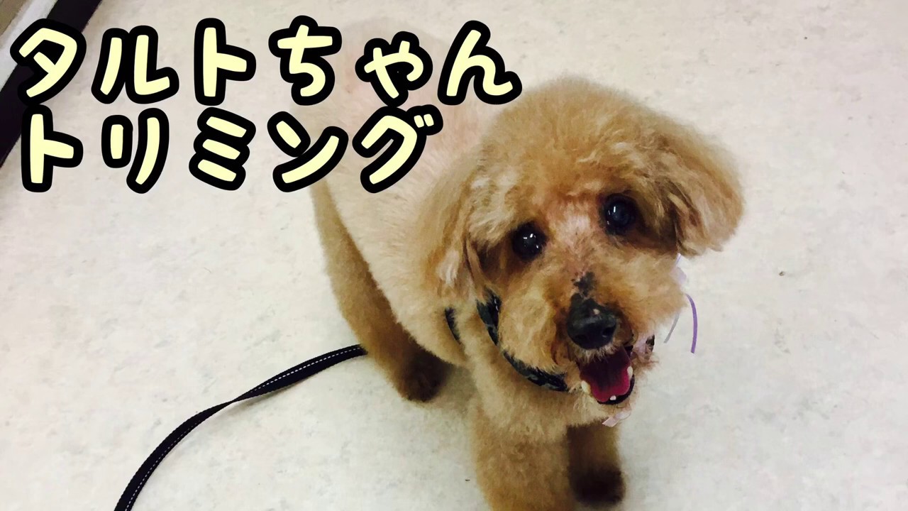 トイプードル・タルトちゃんのトリミング［兵庫ペット医療センター トリミング 尼崎 犬動画　］Happy dog glooming