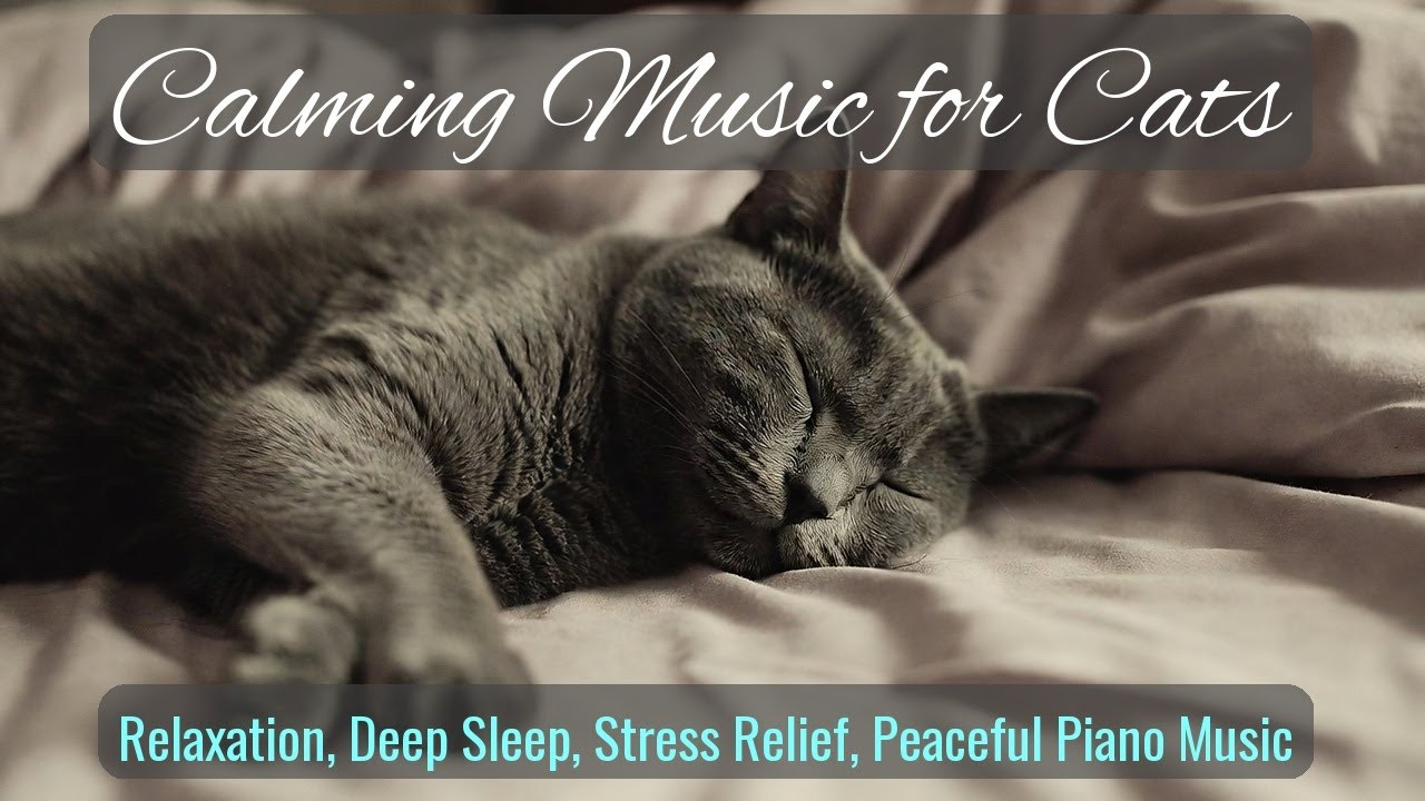 LIVE Calm Sleeping Kitten for Relaxation and Focus 🧘 | Season 26