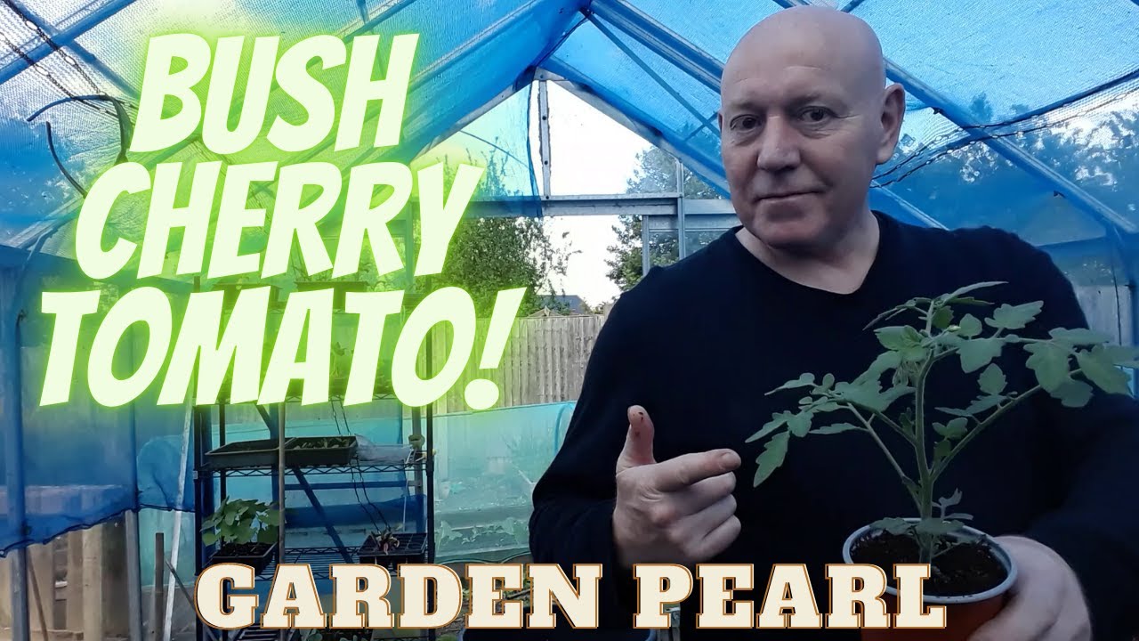 Container Cherry Tomatoes [Gardening Allotment UK] [Grow Vegetables At Home ]