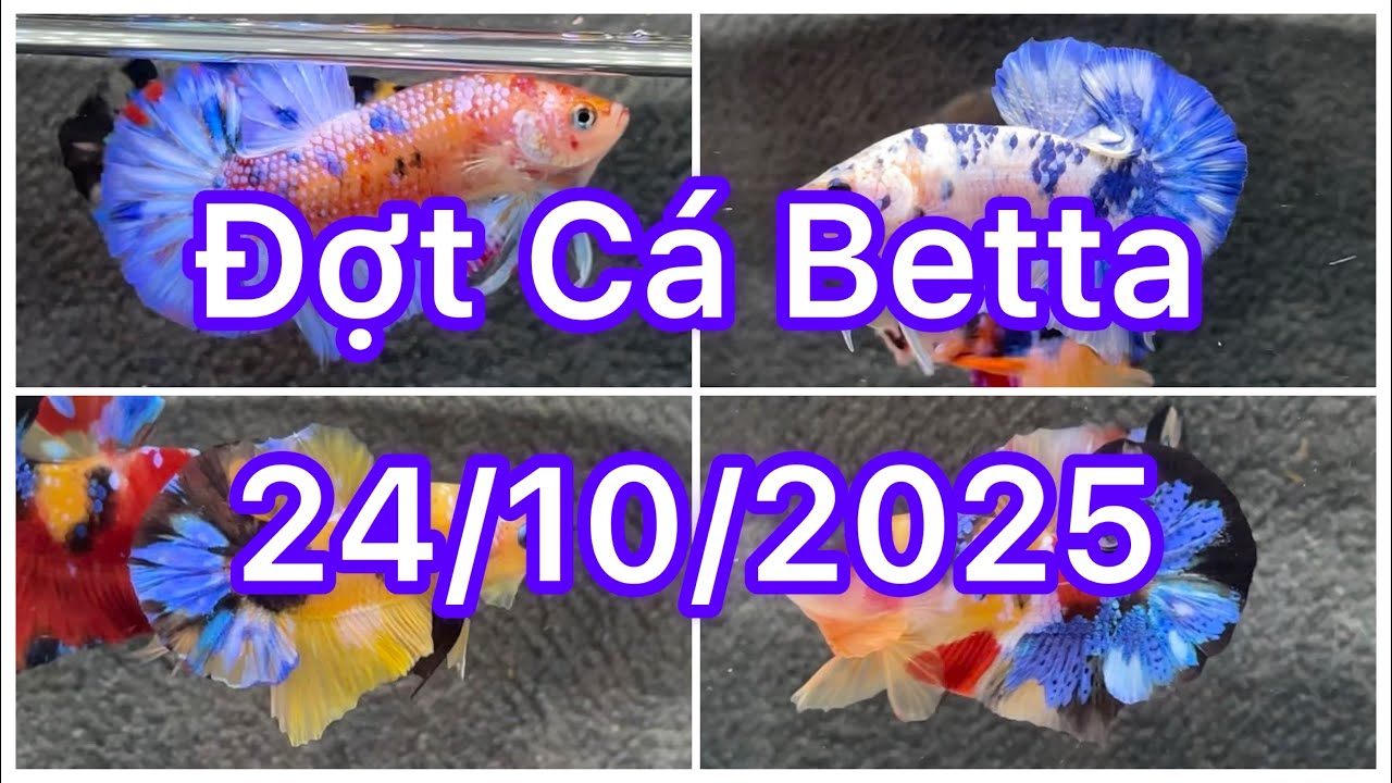 Đợt Cá Betta 24/10🍀🌈Betta Nemo | Betta Multicolour | Betta GLX | Betta Giant | Tuyển chọn bình dân