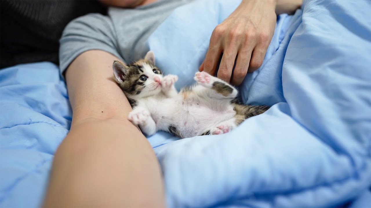 The Rescued Kitten sleeps sweetly with Me