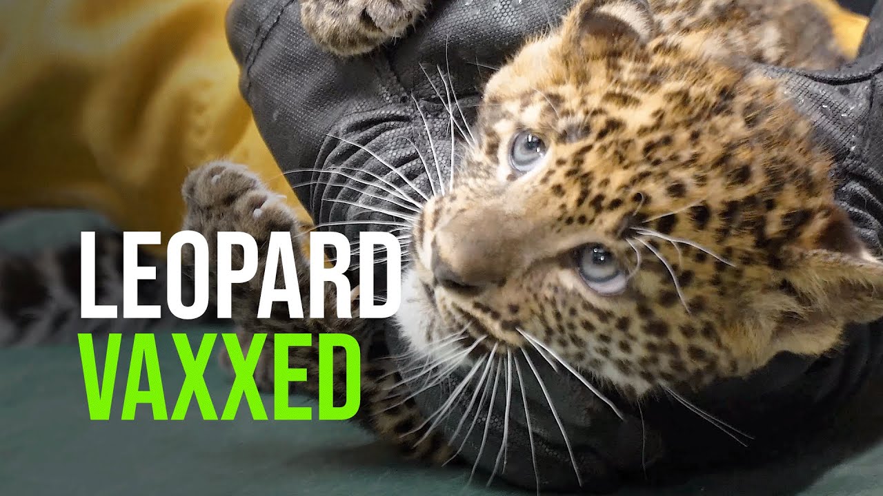 9-week-old Leopard Gets Vaxxed!