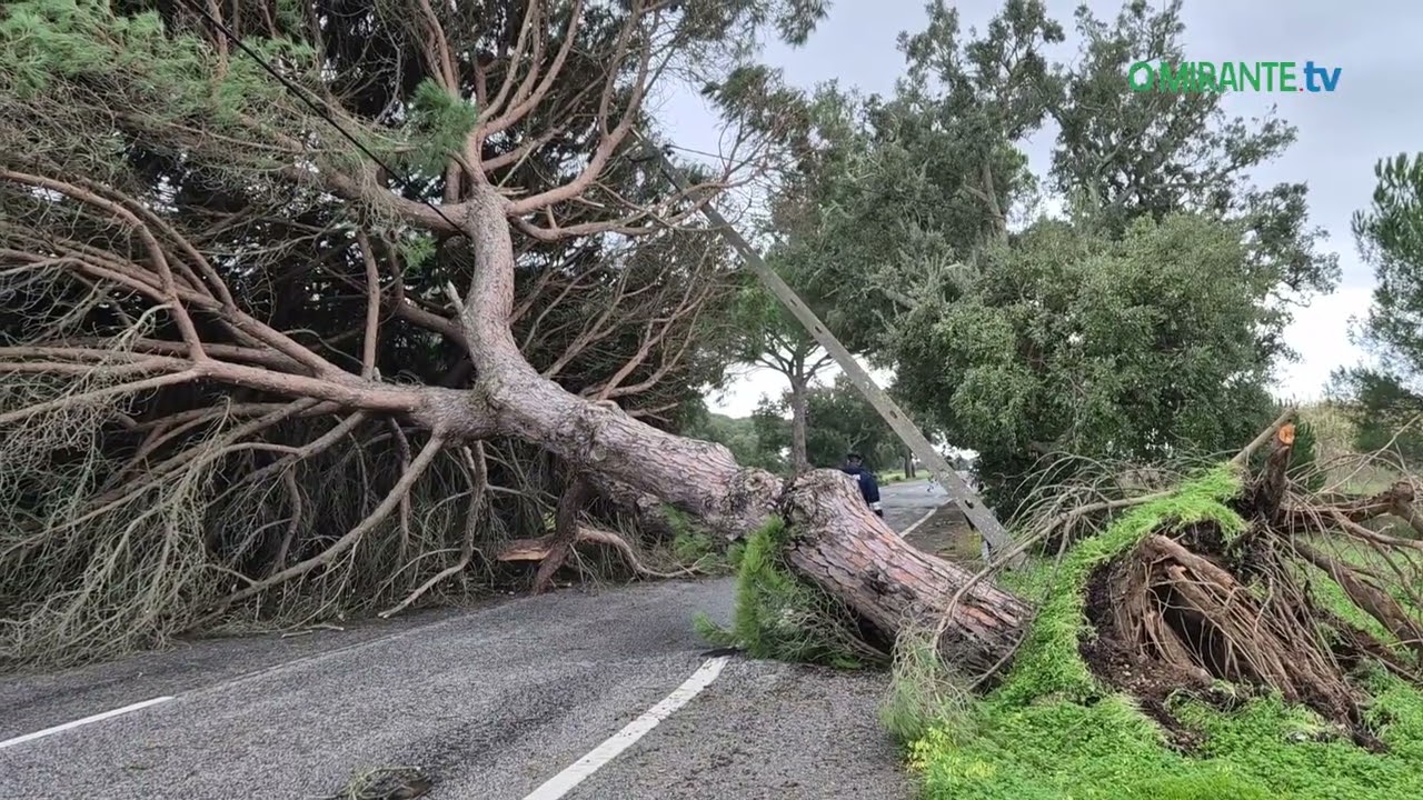 Mau tempo deixa rasto de árvores caídas e vias cortadas no concelho de Benavente
