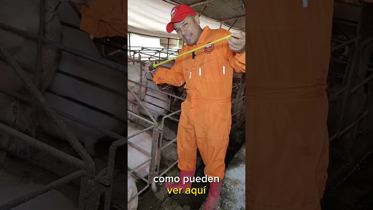 Medidas de las JAULAS de GESTACI&Oacute;N 🐷🐷💪🏻