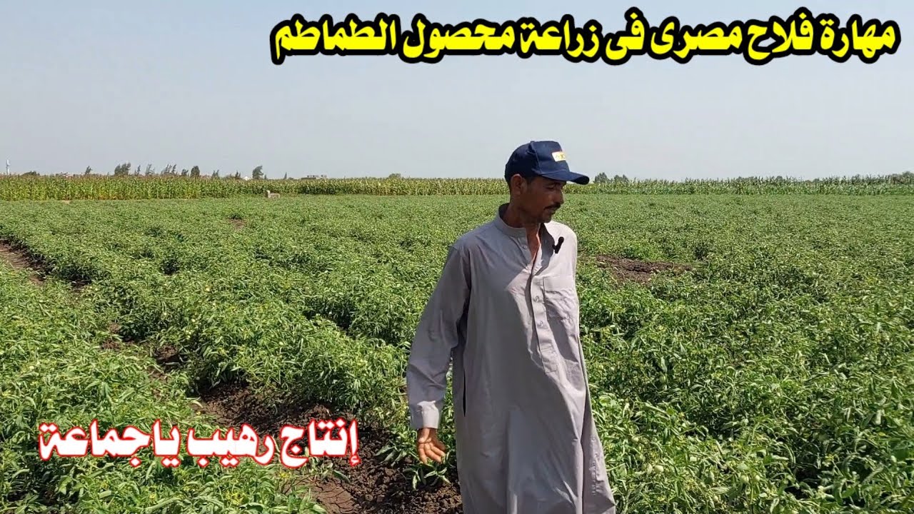 مهارة فلاح فى زراعة محصول الطماطم فى الصيف نصائح هامة هتكسبك كتير