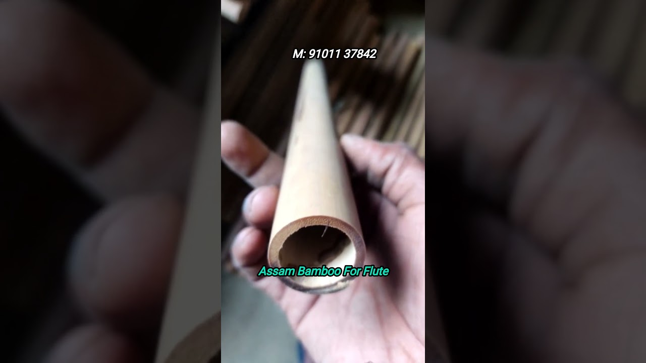 Assam Bamboo For Flute | Flute bamboo | #flute |#bambooflute | #shorts