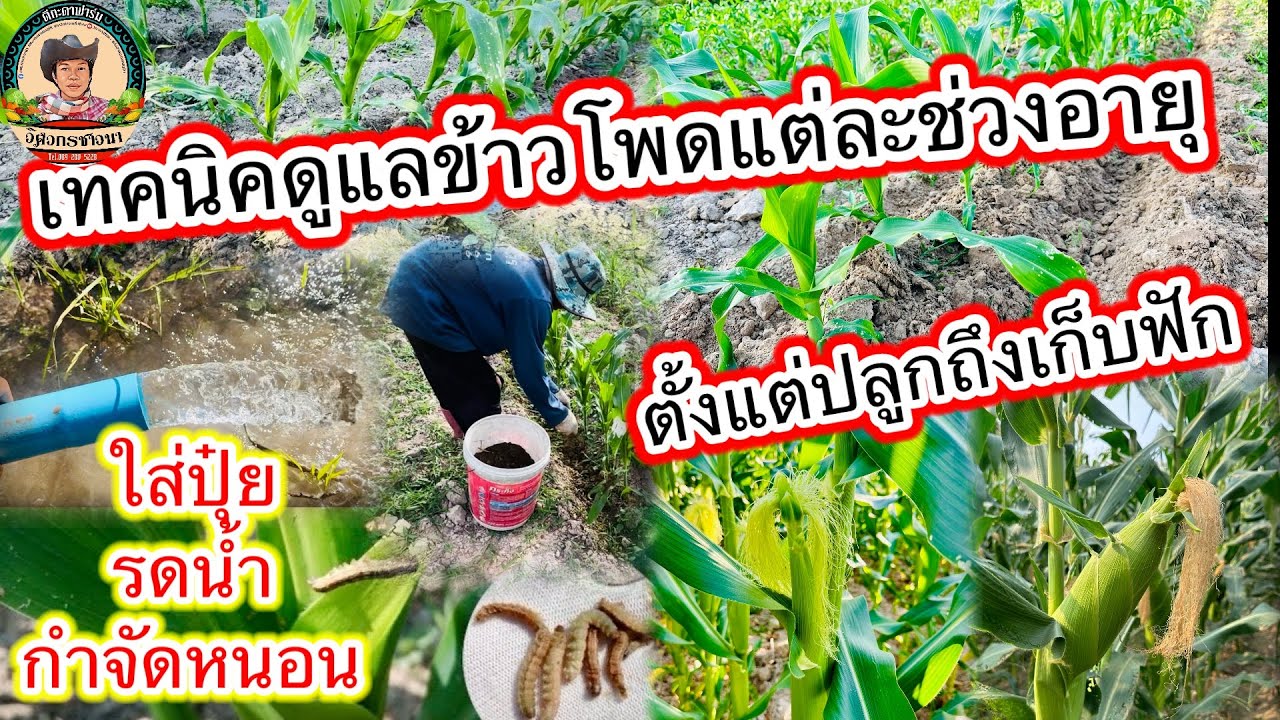 เทคนิคการดูเเลข้าวโพดแต่ละช่วงอายุ การใส่ปุ๋ย รดน้ำ กำจัดหนอน ตั้งแต่ย้ายปลูกถึงเก็บฟัก #ข้าวโพด