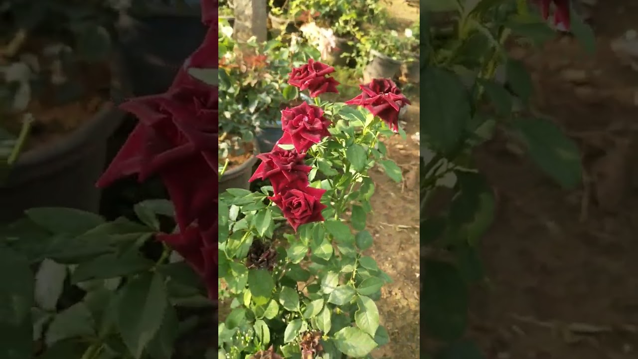 block rose pot full flowerng #flower #rose #thangamani nursery #