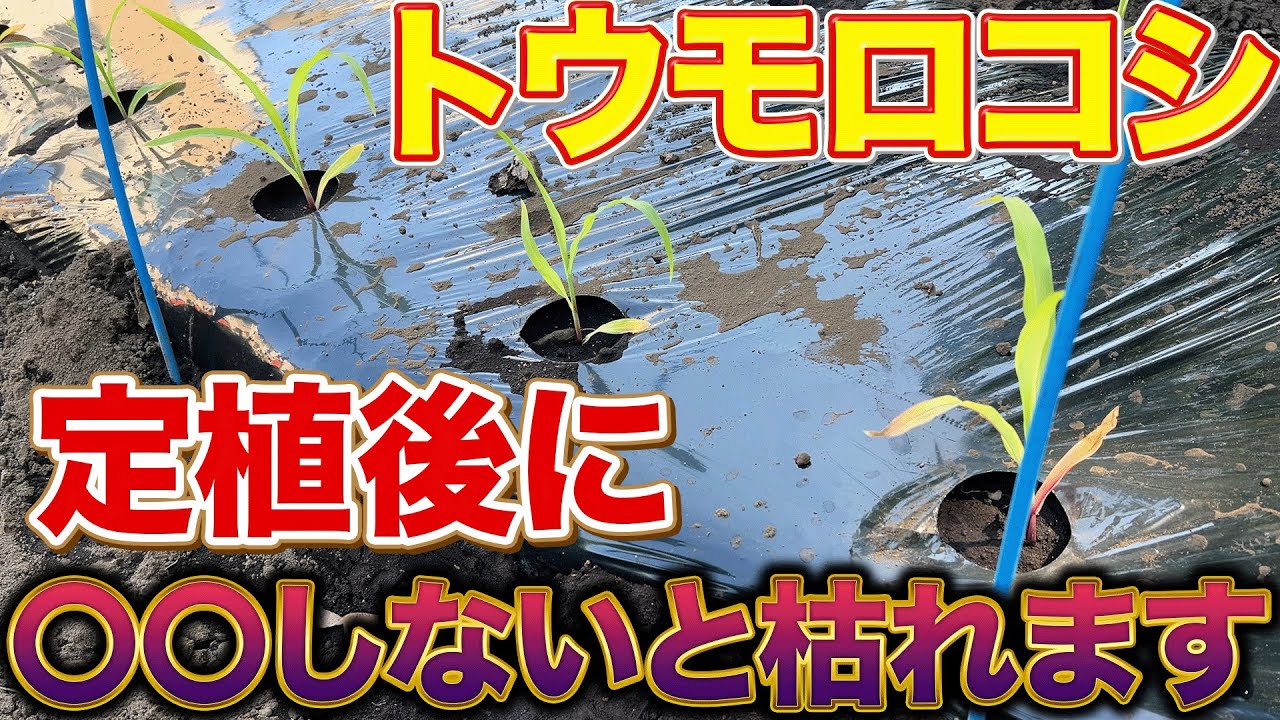 【それ失敗します】トウモロコシ定植後に必ずやる〇〇作業とは？