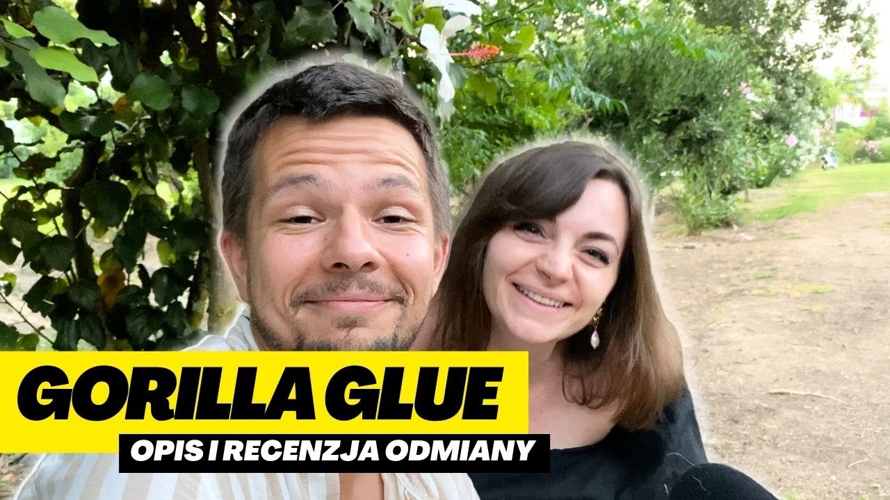 💚 Gorilla Glue 🦍 OPIS i RECENZJA odmiany