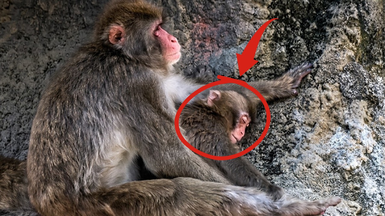 Punch Update Today: Punch has his best sleep yet, feeling a mom monkey's warmth for the first time!