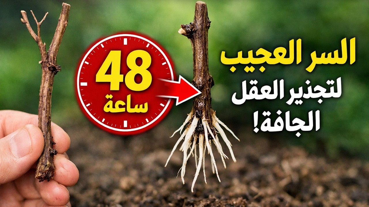 سر تجذير العقل الجافة في ٤٨ ساعة فقط: السر المذهل الذي لا تريدك المشاتل أن تعرفه 🌱
