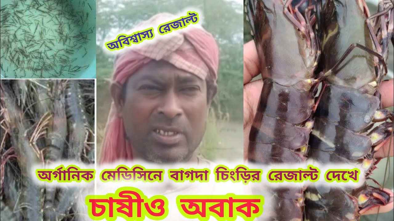 মাত্র ১০ দিনে বাগদা চাষে রেজাল্ট! চাষী নিজেই বললেন সব কিছু