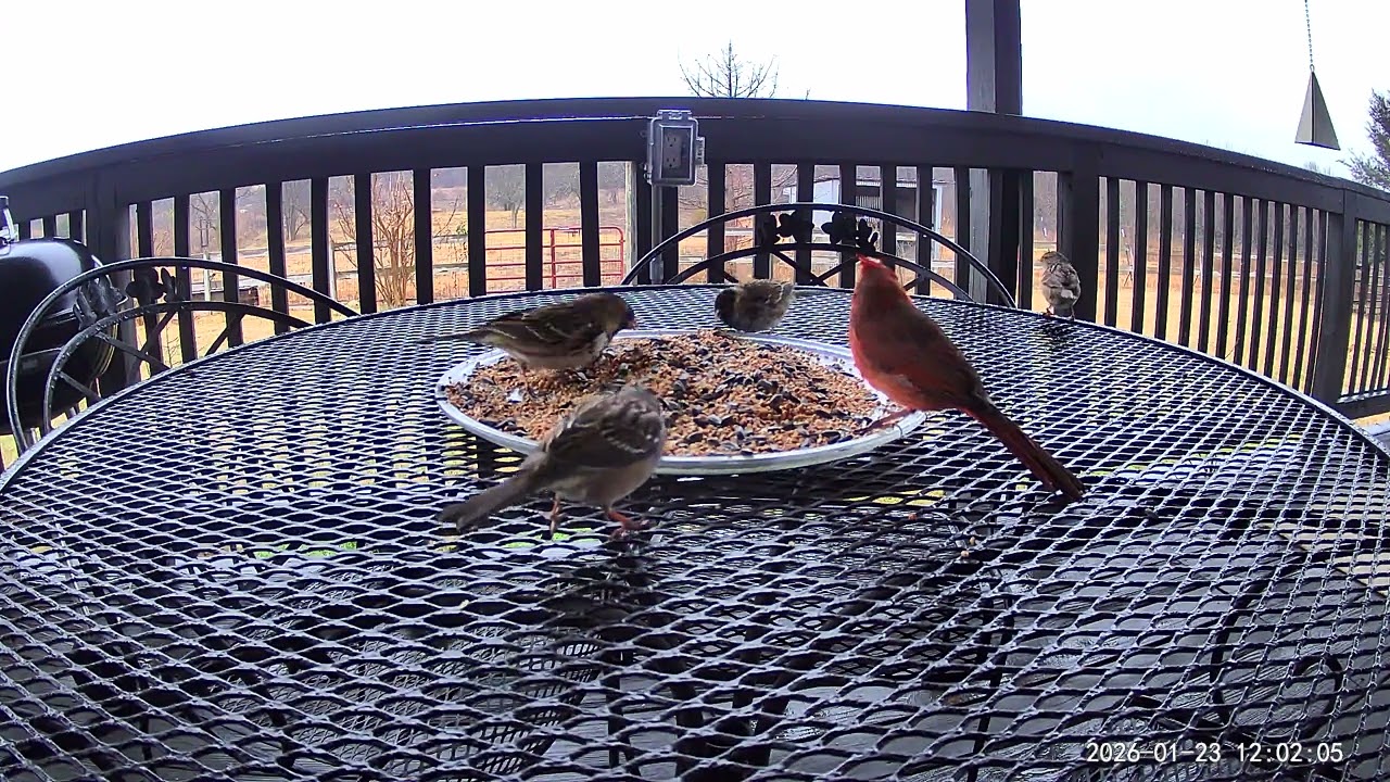 Lots of birds are being feed for them to survive the winter storm #viral 