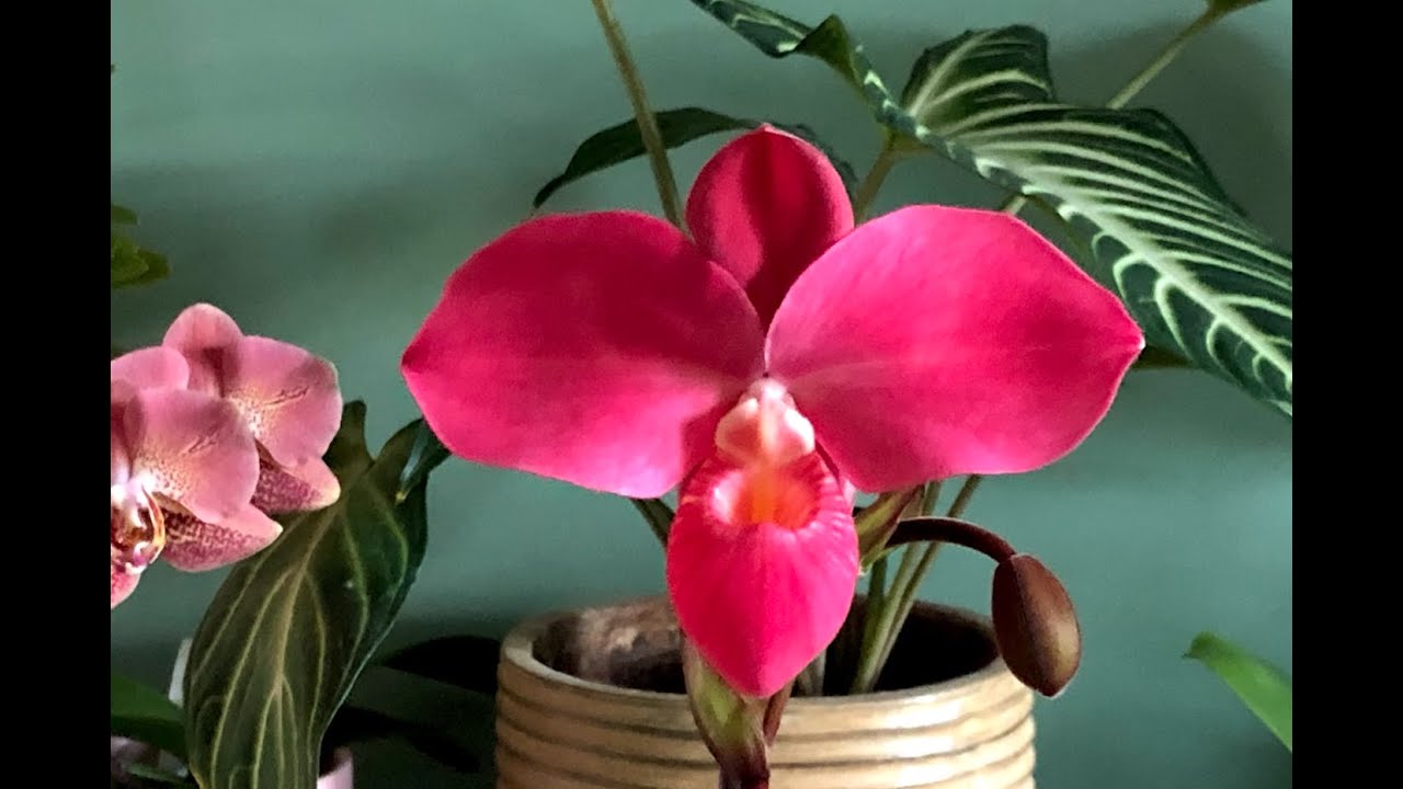Phragmipedium Fritz Schomburg. Гуляем по теплице. Mои фрагмипедиумы
