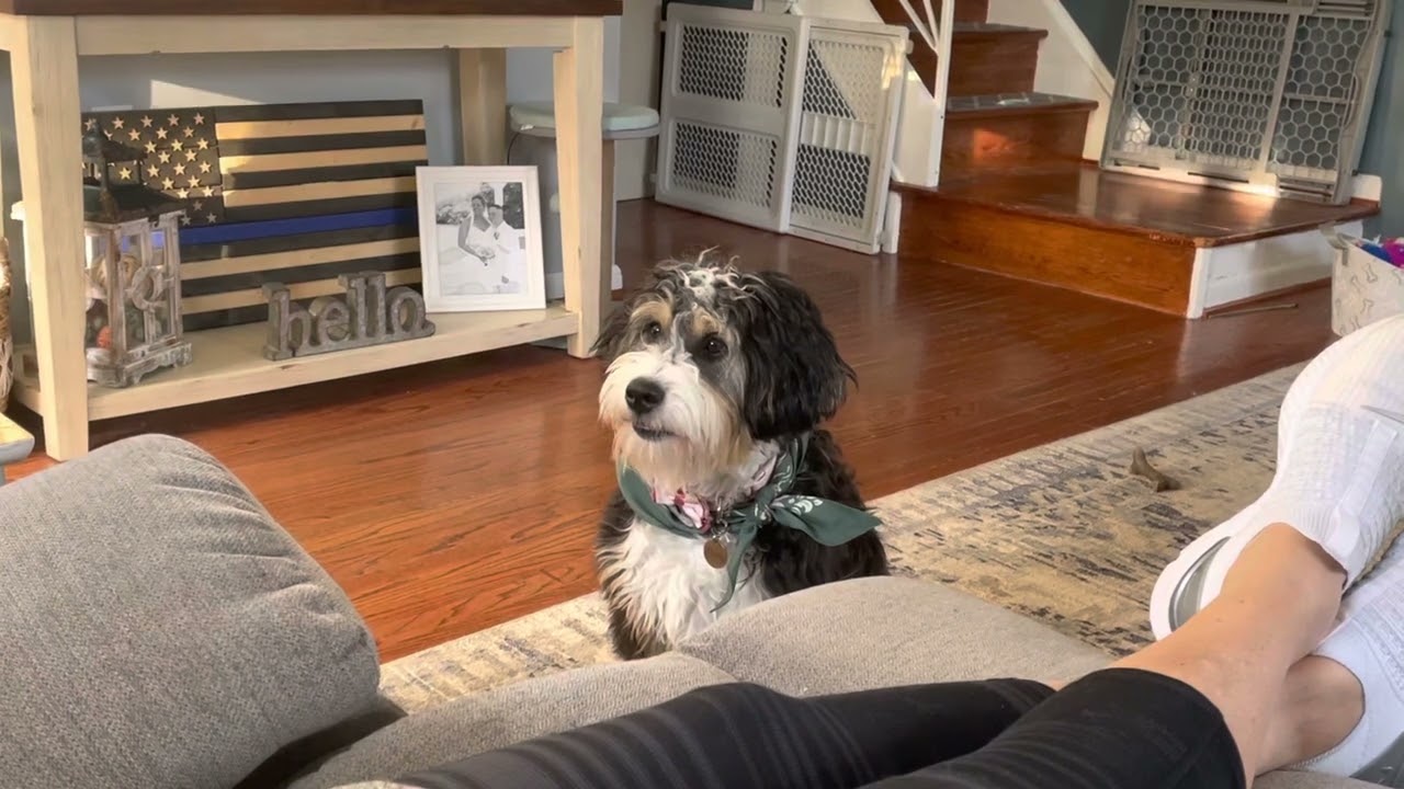 Mini Bernedoodle Tri-Color