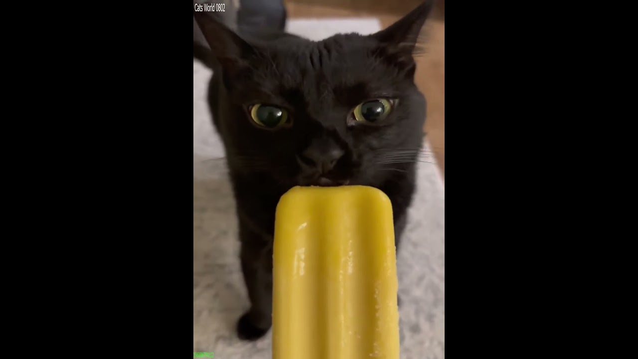 Cat videos 😅 kitten meowing call 🐈‍⬛ # Episode 6490