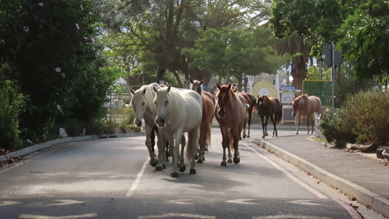 Free Range Horses, South Africa
