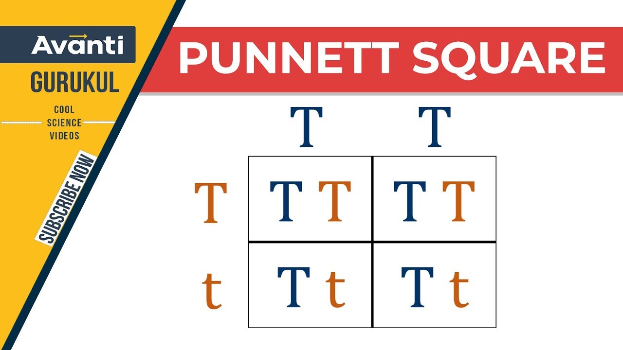 12B05 - Principles of Inheritance and Variation - Punnett Square