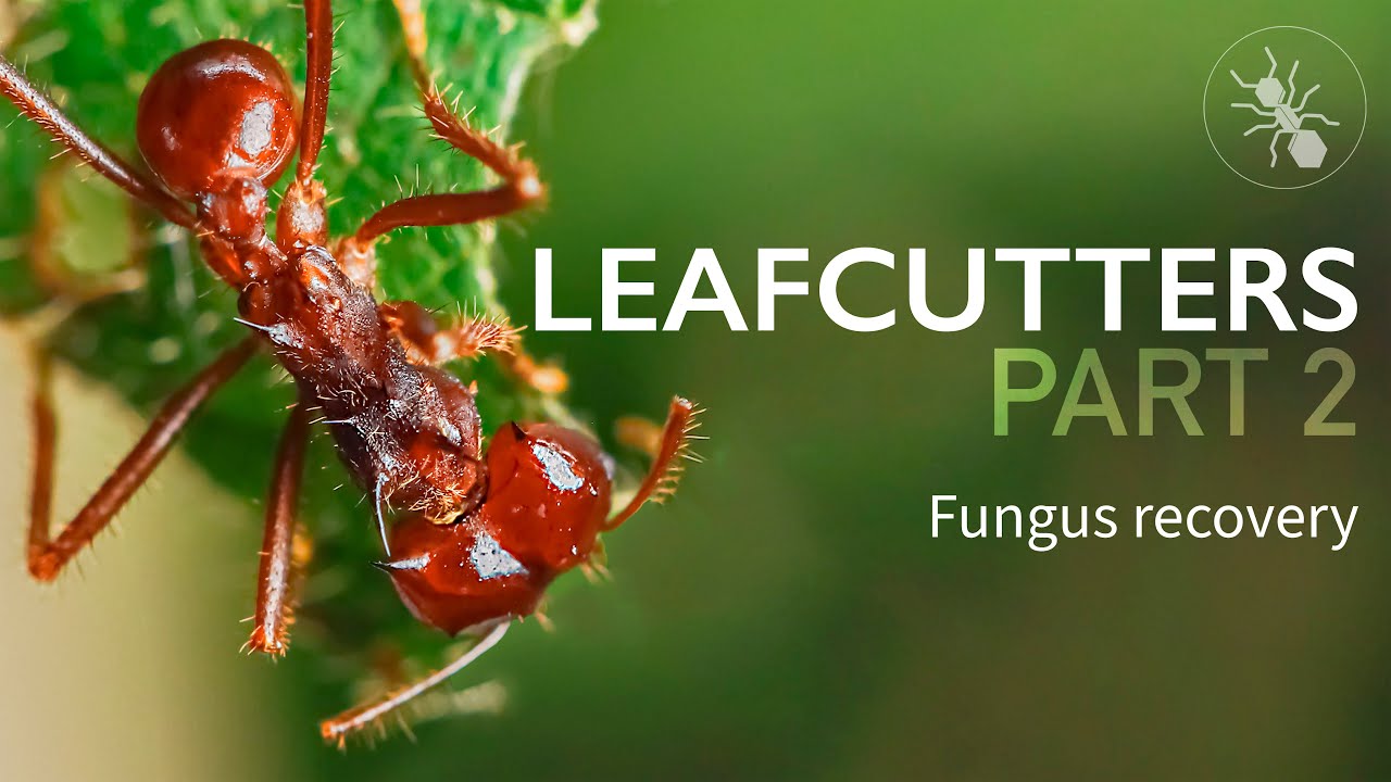 LEAFCUTTER ANTS - FUNGUS RECOVERY! PART 2