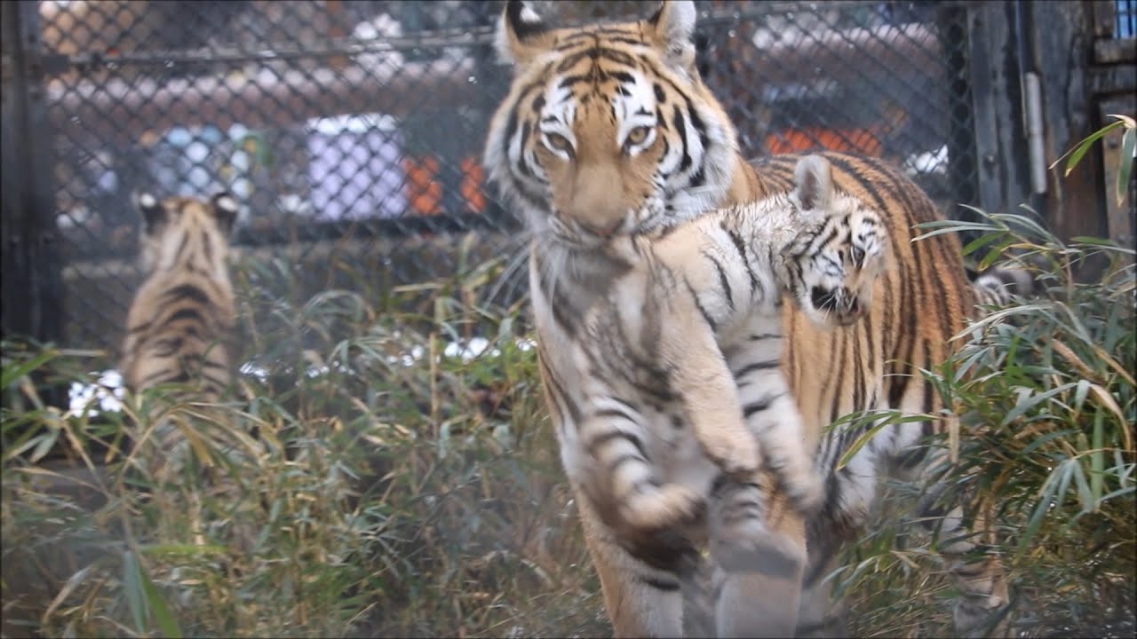 2020/01 警戒ママ 仔トラ強制連行  in  秋田市大森山動物園