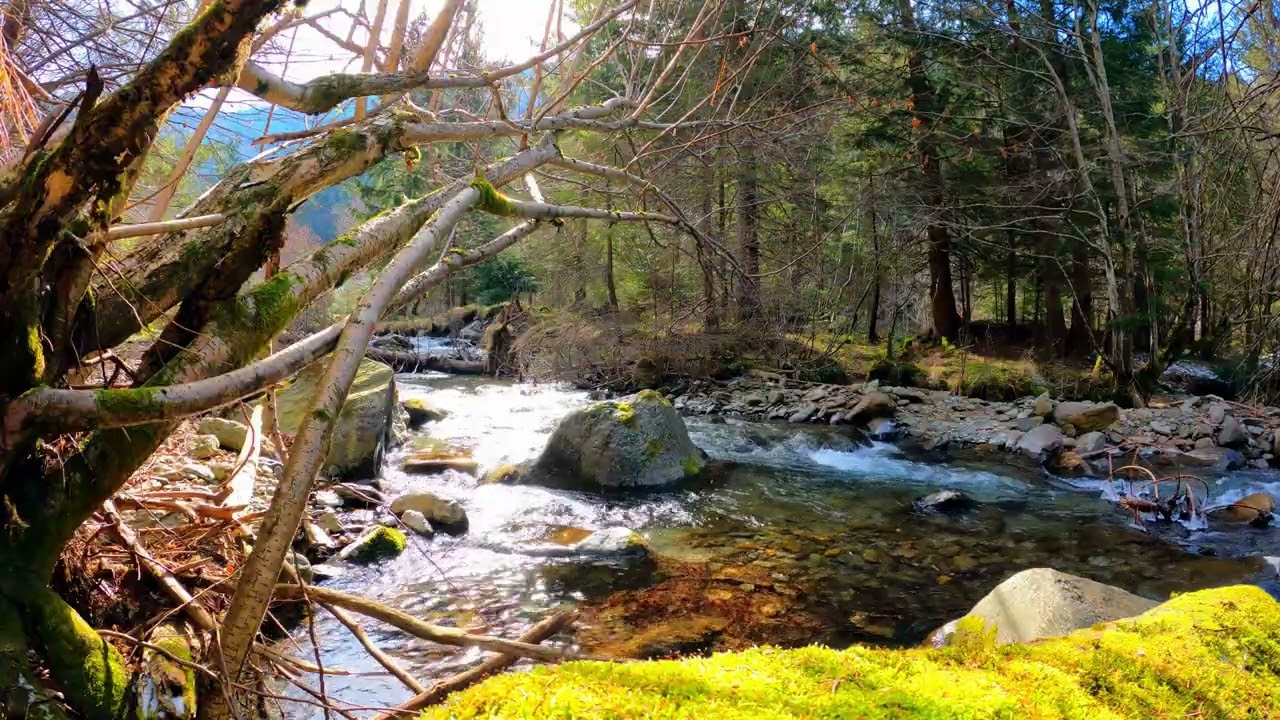 Relaxing Guitar Music with River Sounds | Calm Nature Video