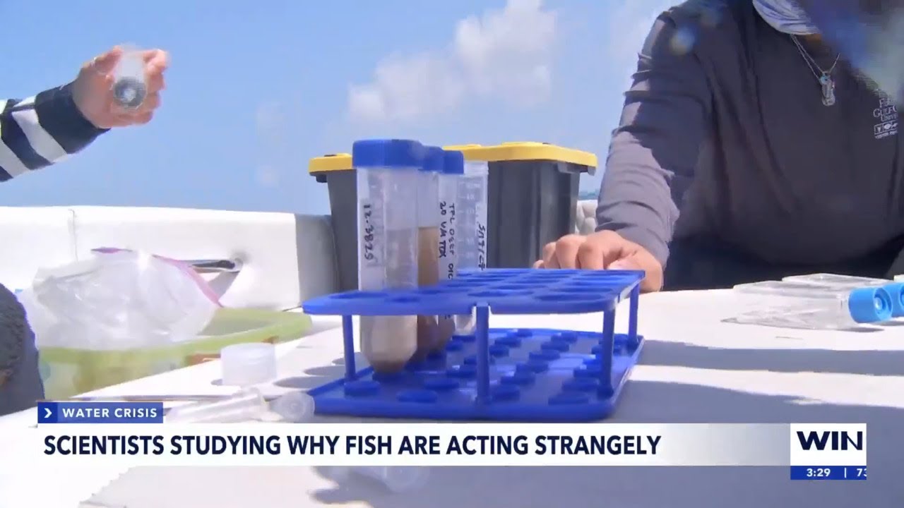 FGCU researchers seek answers to mysterious fish deaths and behavior