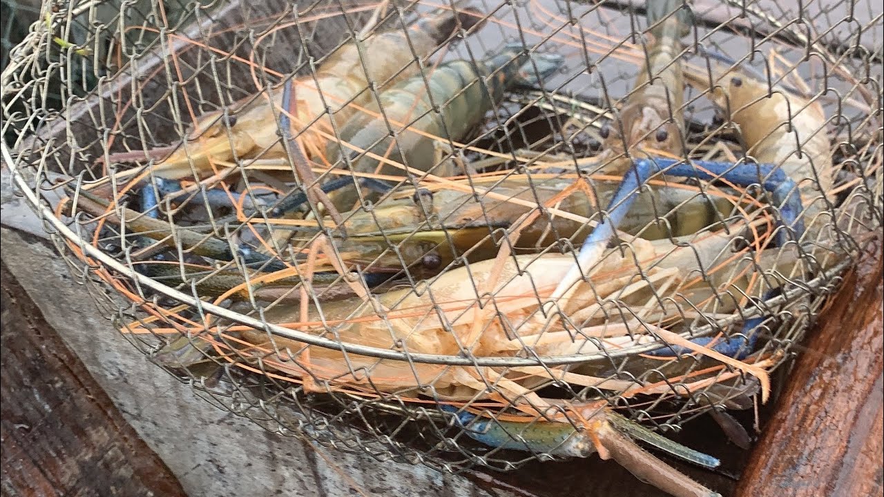 Câu tôm tự nhiên ở làng bè bình thạnh #mẩn thích câu cá#fishing #mientay 