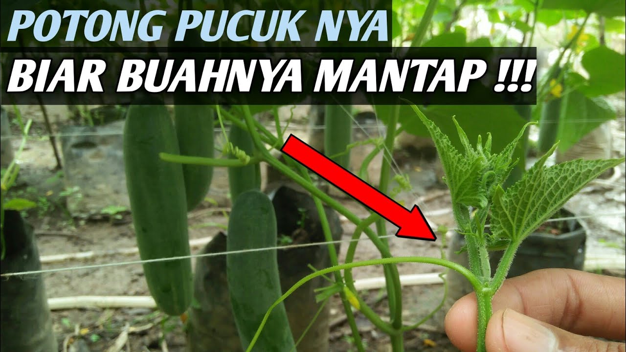 Luar Biasa Lebatnya | Manfaat Memotong Pucuk Mentimun