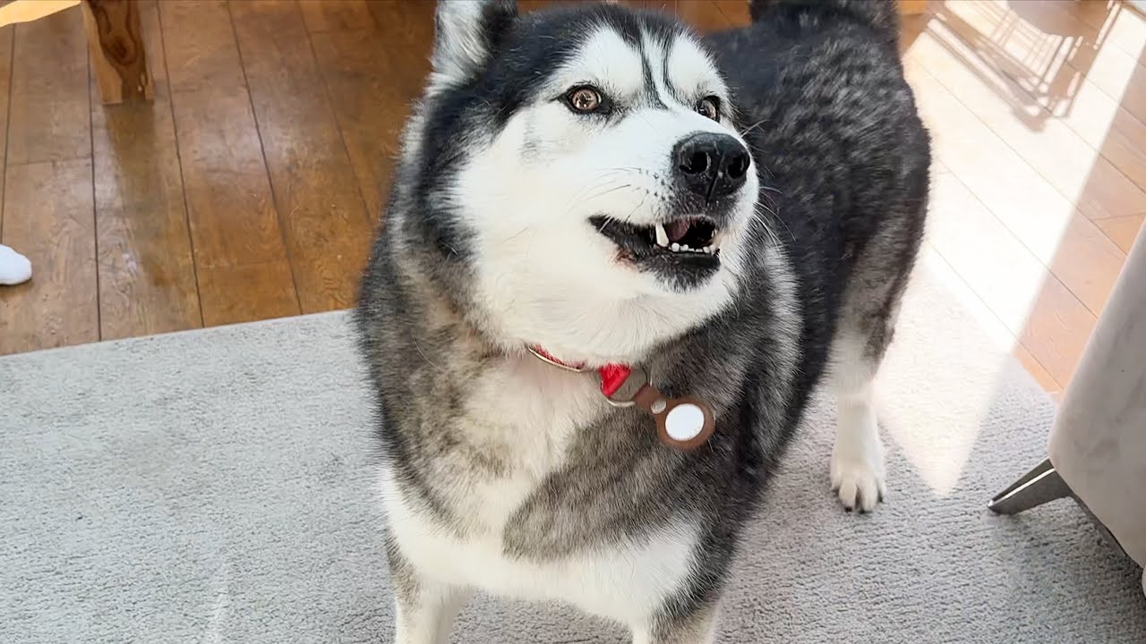 Husky STOMPS On Feet & Gets Revenge For Lack of Pets!