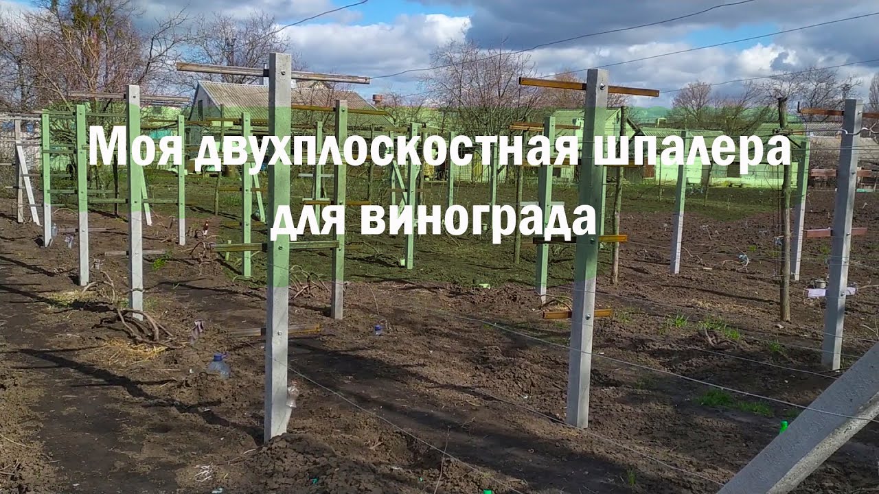Виноградная шпалера из бетонных столбов.