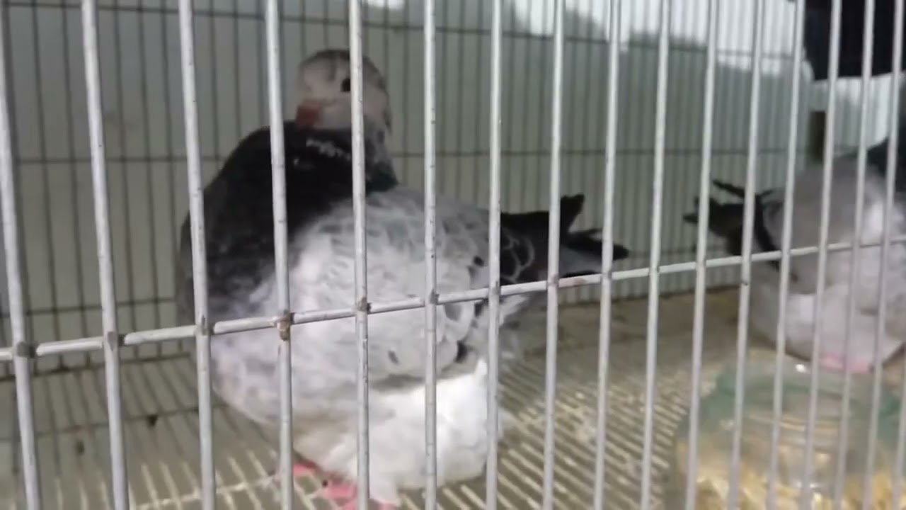 Mô hình chăn nuôi Bồ câu Mondain trong quá trình hoàn thiện bên trại Bảo Minh