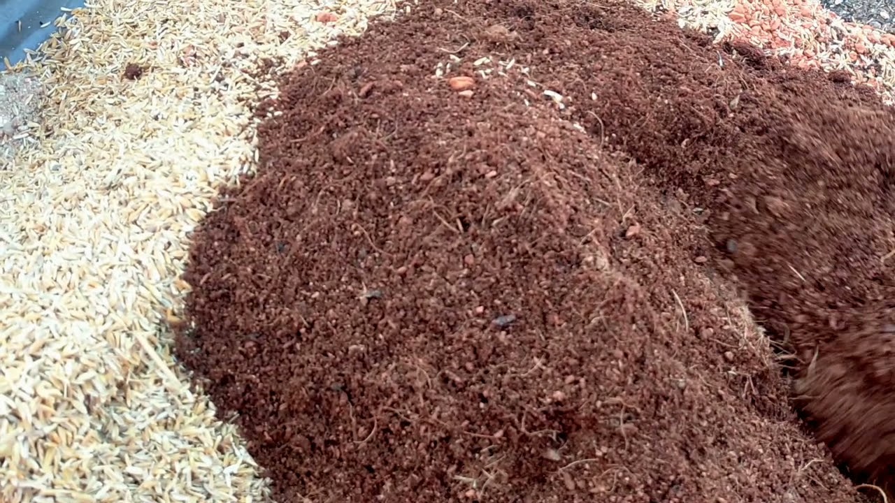 ll अडेनियम के लिए बेस्ट पॉटिंग मिक्स ऐसे बनाइए ll Best potting mix for adenium plant ll