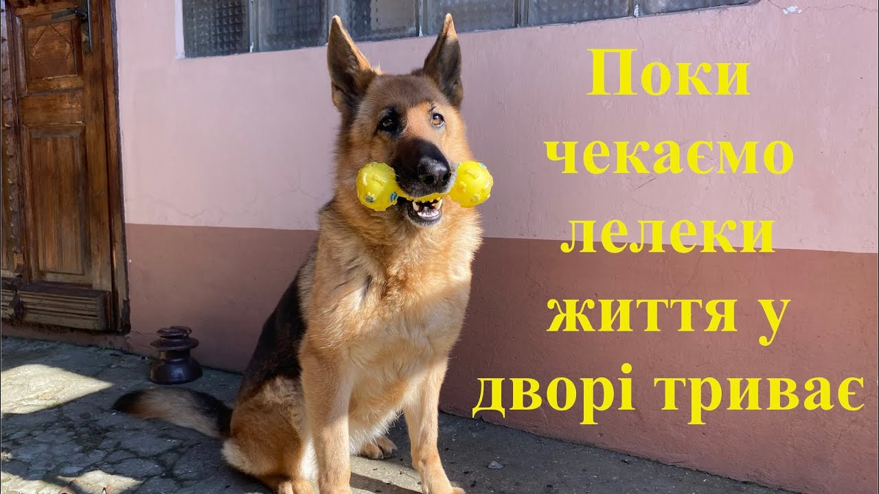 Поки чекаємо лелек — життя у дворі триває 🐾
