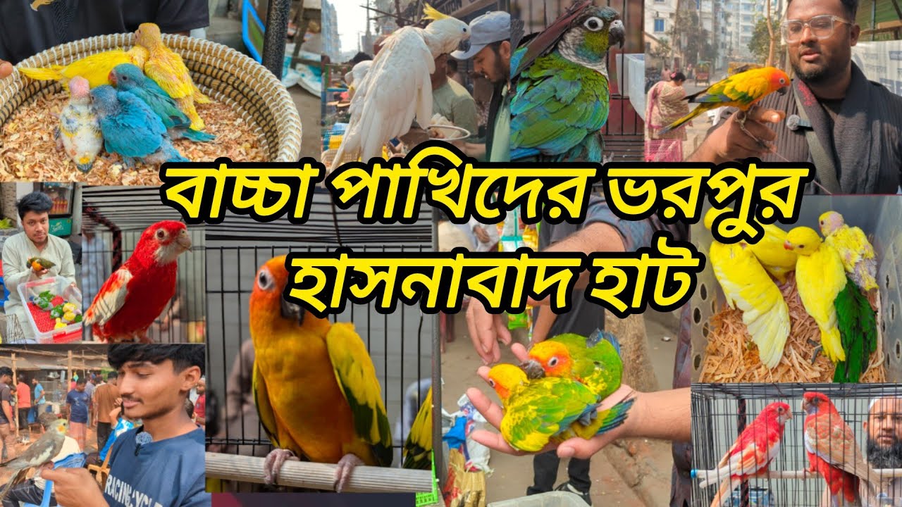 বাচ্চা পাখিতে ভরপুর হাসনাবাদ হাট | Hasnabad pakhir hat | Village hat#hasnabad#viral#parrot#পাখি#pets