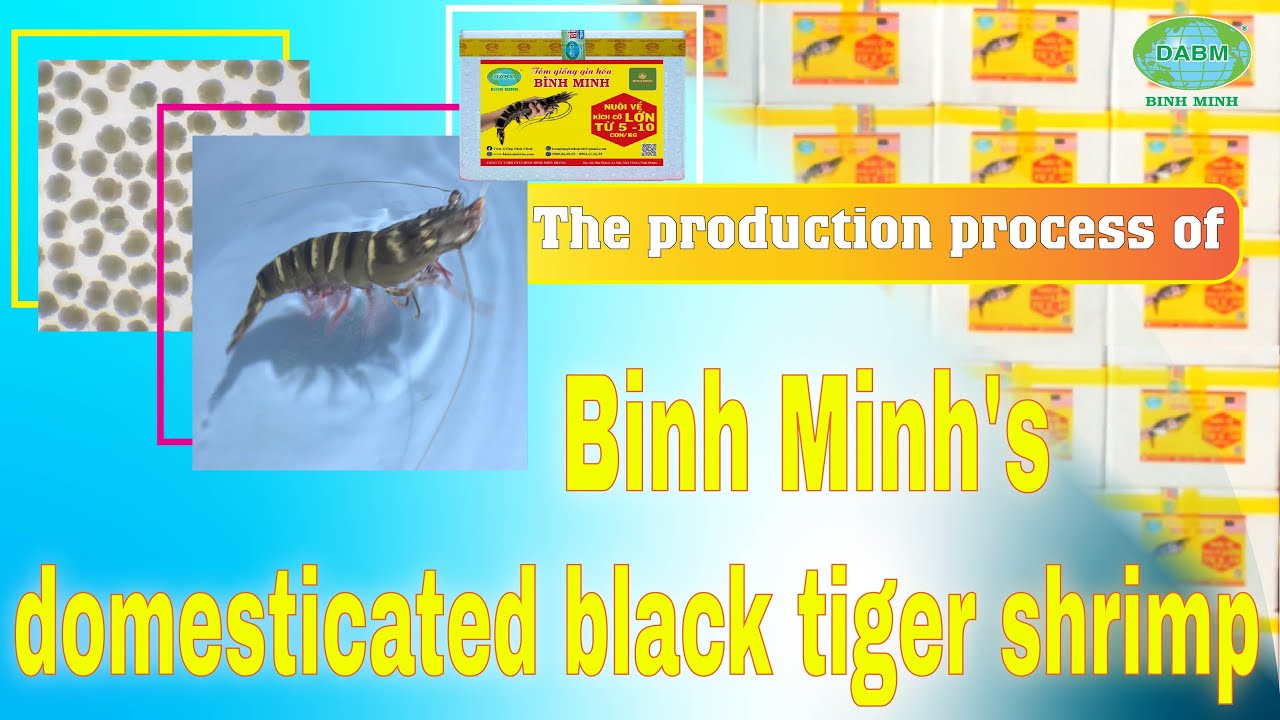 The Production Process of Binh Minh's Domesticated Black Tiger Shrimp | B&igrave;nh Minh Capital