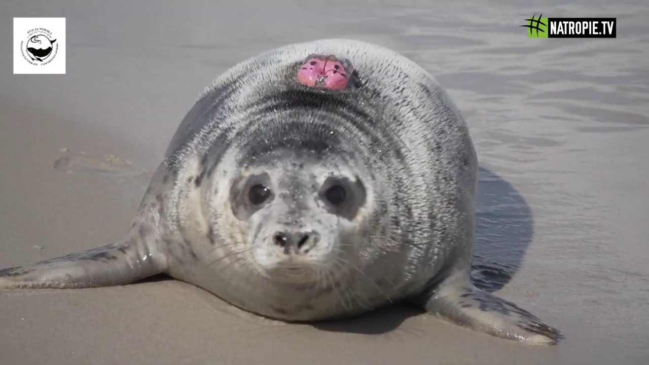 Wychowankowie helskiego fokarium trafili do Bałtyku