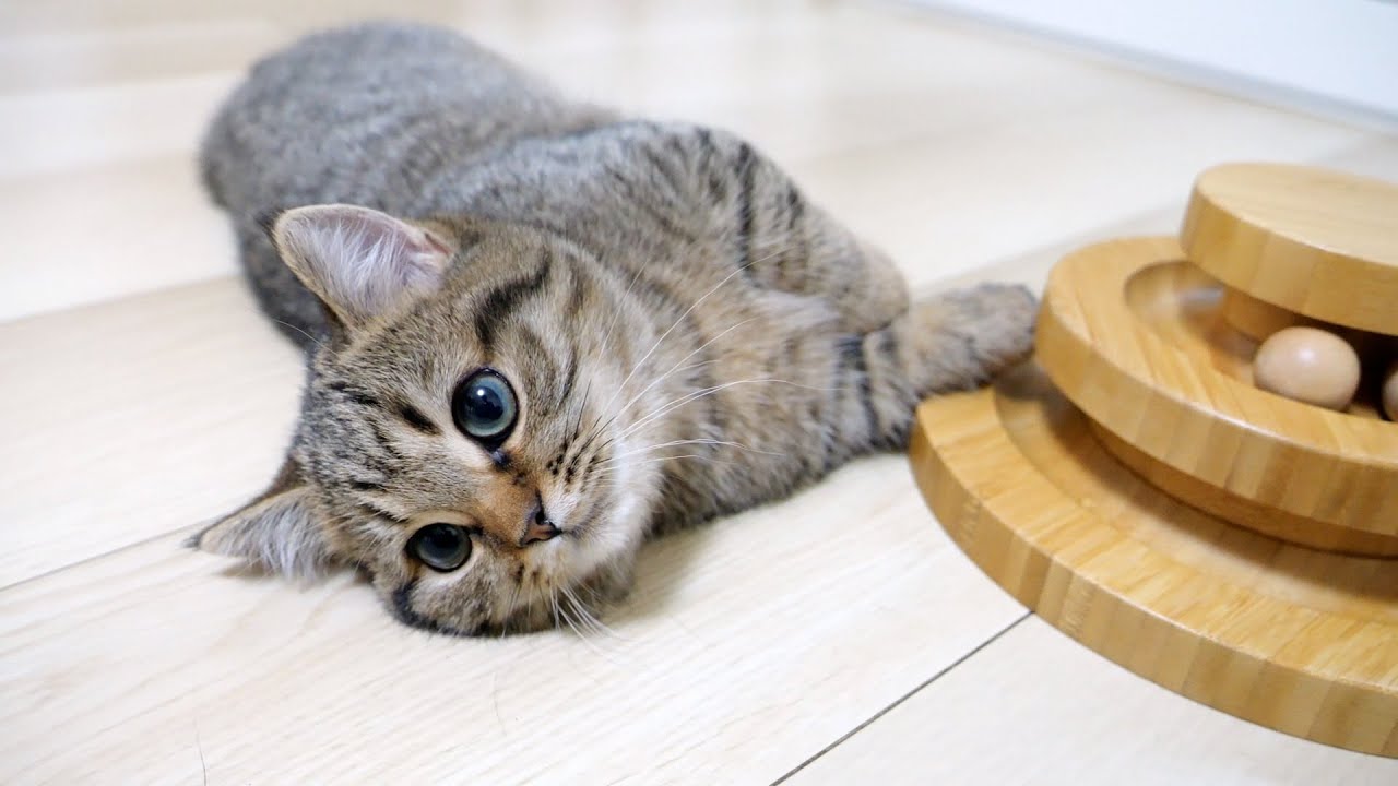 Kitten Lili wonders as her owner is shooting all the time!