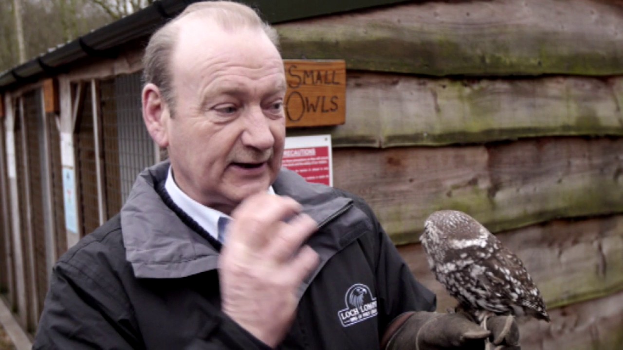 Owls of the Loch Lomond bird of prey centre, on Live at Five.