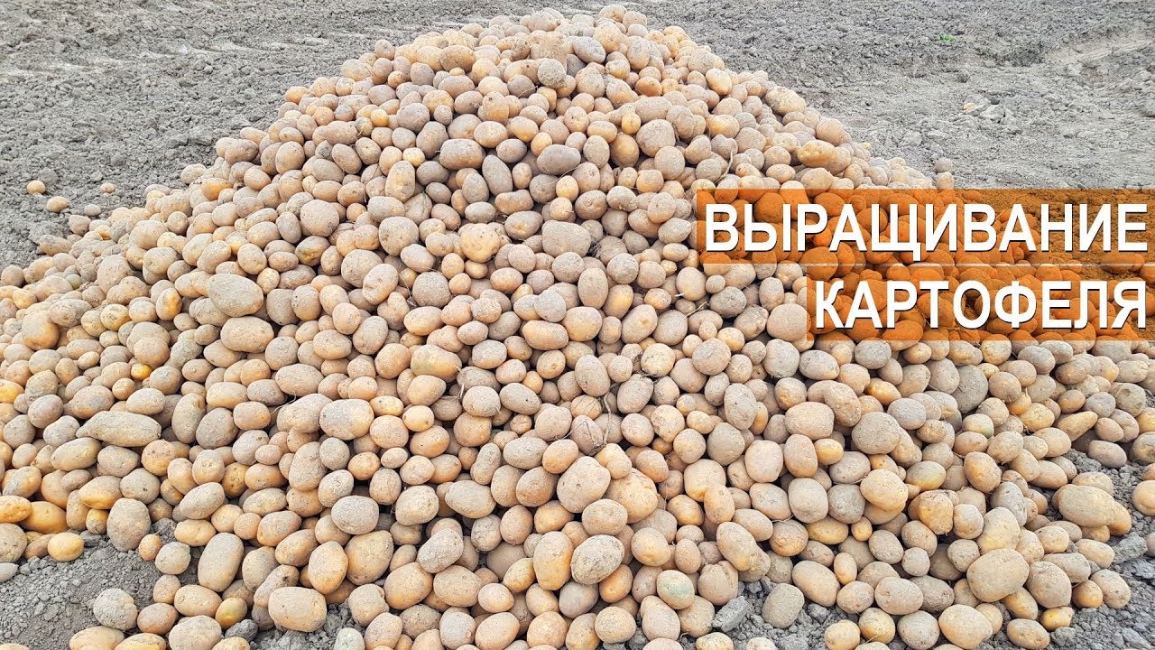 Выращивание картофеля. КФХ Андрея Никитина. Калининградская область.