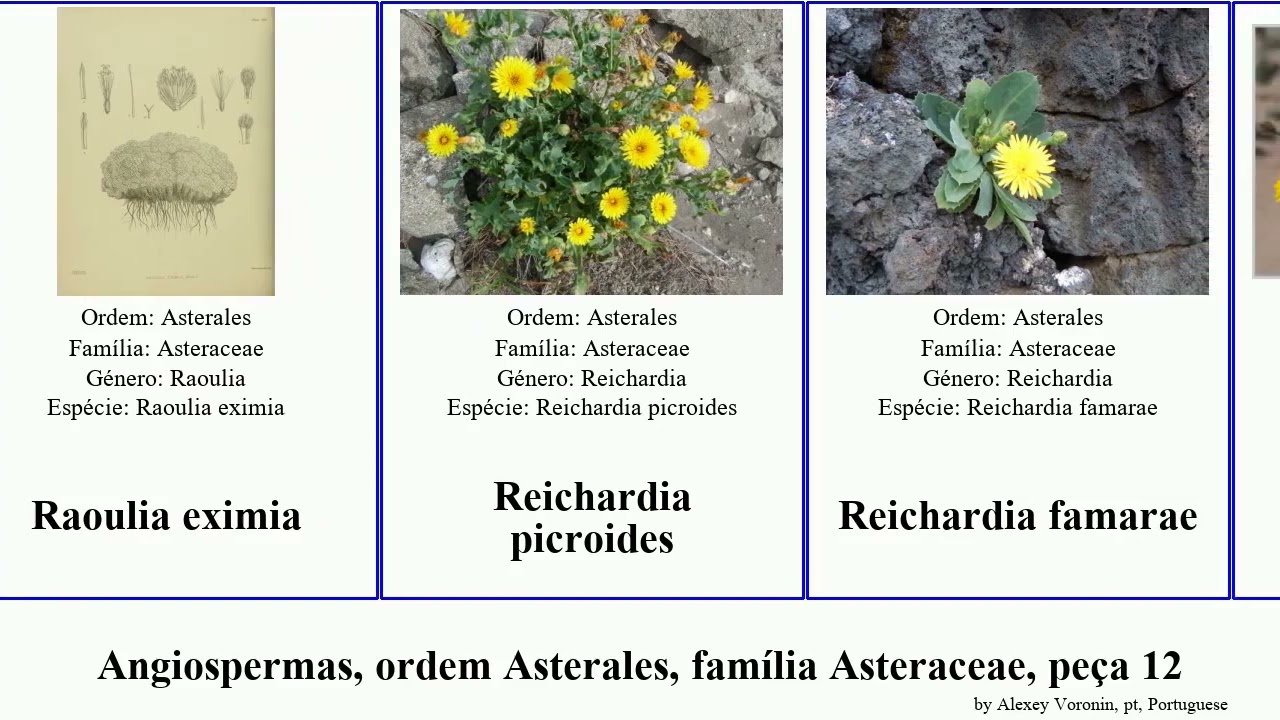 Angiospermas, ordem Asterales, fam&iacute;lia Asteraceae, pe&ccedil;a 12 pseudognaphalium saussurea pyrrocoma