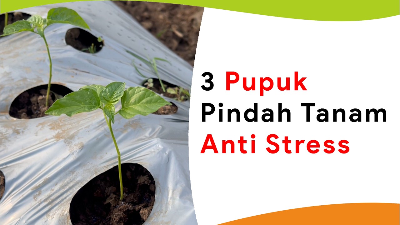 Tanaman Anti Stress Pakai Campuran 3 Pupuk Ini