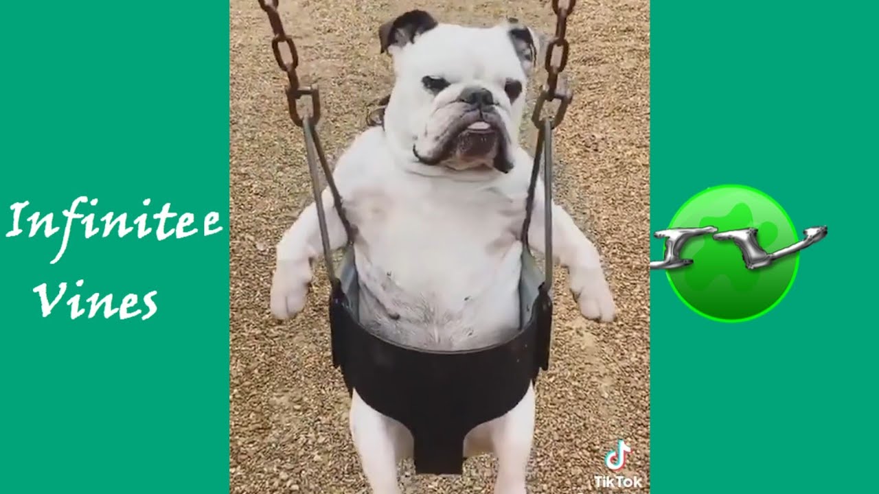 NEW IMPOSSIBILE CHALLENGE : Try Not To Laugh | Funniest AFV Vines 2025