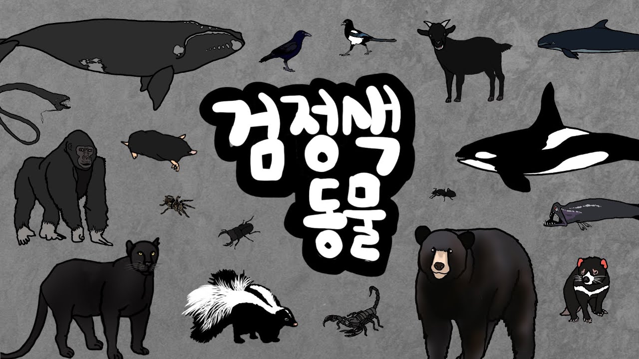 검정동물 | 제일 어두운 검정색을 가지고 있는 동물은 누구일까? | 까망색, 검정색 블랙 동물들을 만나보아요 | 검정 색깔놀이 | 까만색동물들 | 키즈드로우
