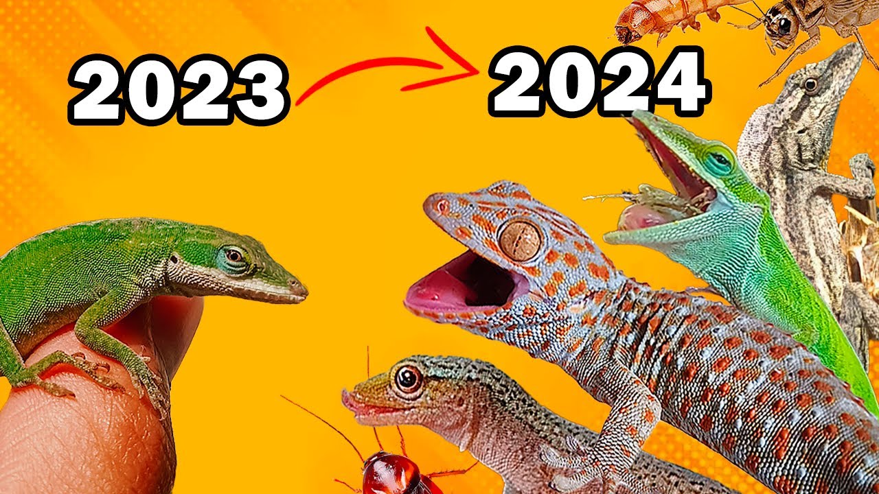 🐊🦎🦎Evolución de mi colección de reptiles🦎🦎🐊 Aniversario del canal
