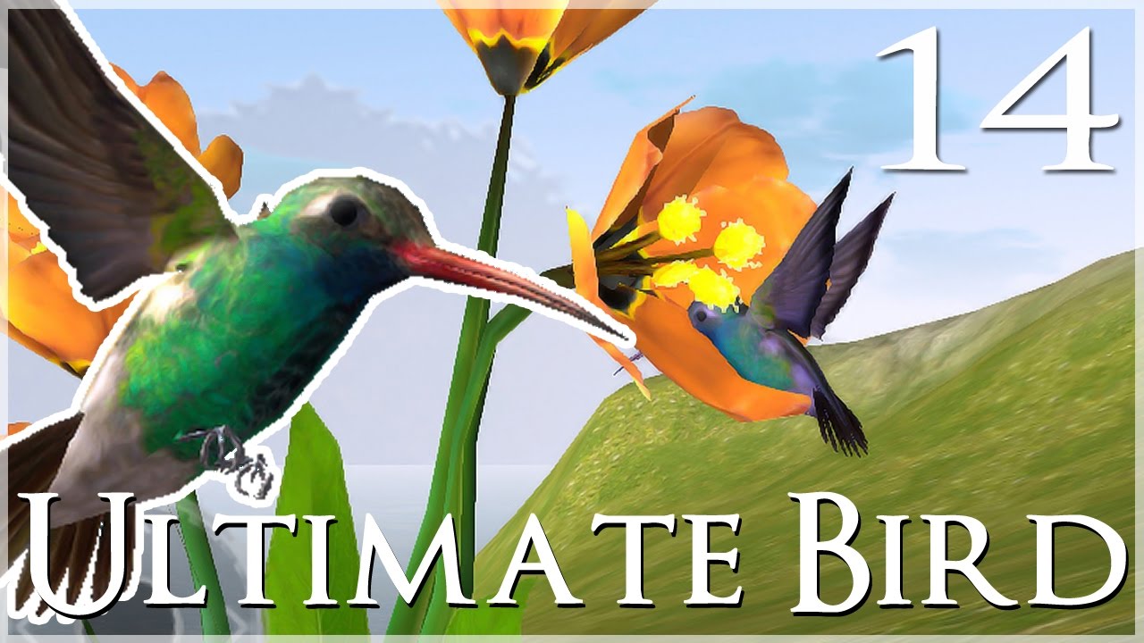 Teeny Hummingbird Wings Take Flight!! 🐦 Ultimate Bird Simulator - Episode #14
